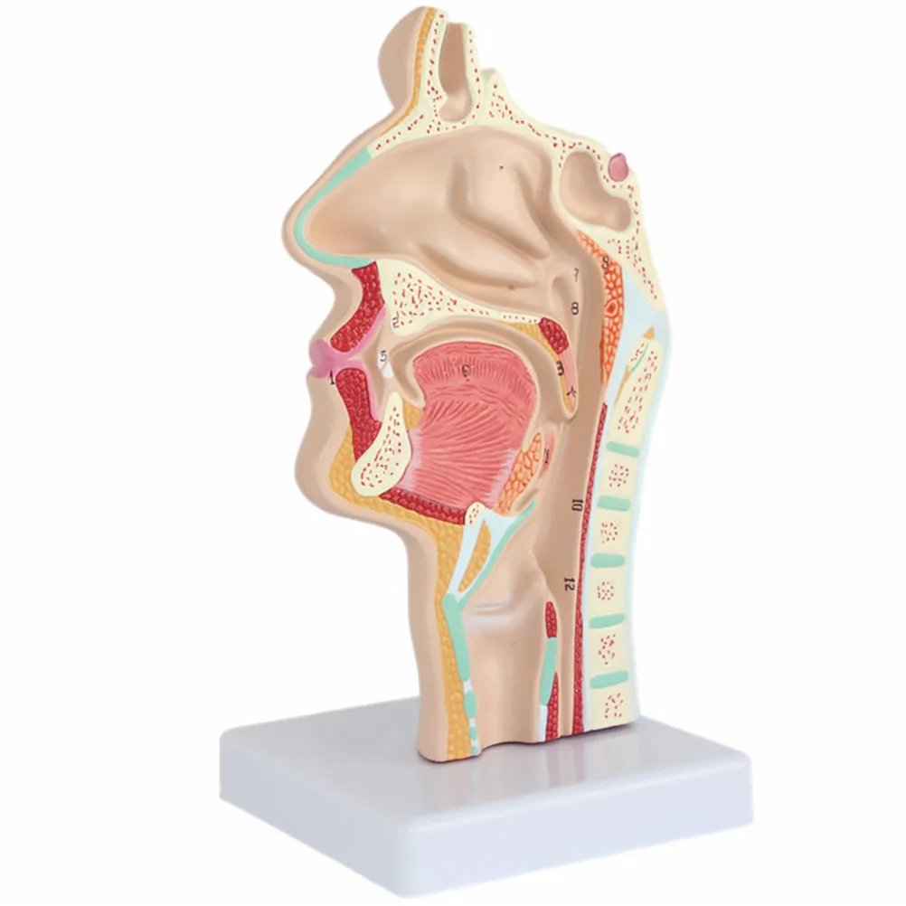 Модель Анатомии носа Анатомическая голова человека Горло Нос Медицинское обучение Исследование полости рта Научная секция полости рта Половина глотки Mod - 0