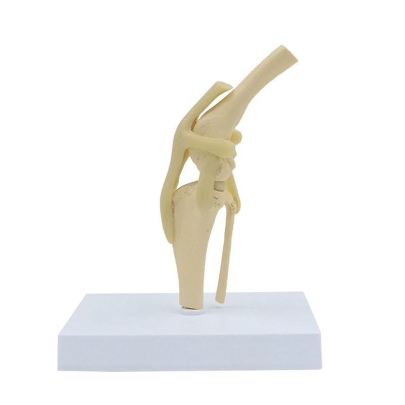 Модель коленного сустава животного в натуральную величину для ветеринара ветеринарной больницы Анатомическая модель коленного сустава собаки Показывает связки большеберцовой кости - 0