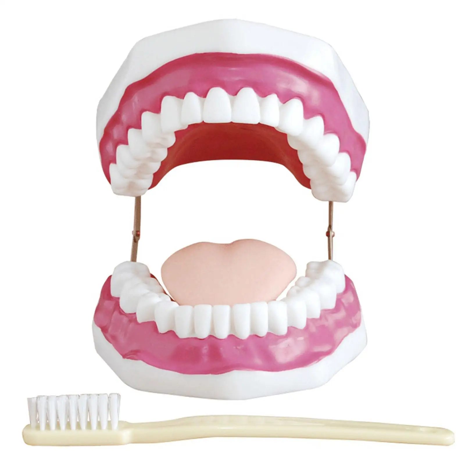 ПВХ с 3-кратным увеличением Стоматологический кабинет Обучение Чистке зубов Модель Обучения зубам - 1
