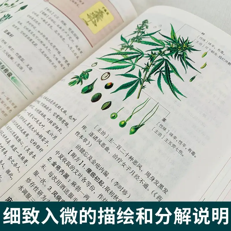 5 книг Хуан Ди Нэй Цзин Сборник материалов медицины Shennong's Herbal Classic Traditional Chinese Medicine Health Book - 2