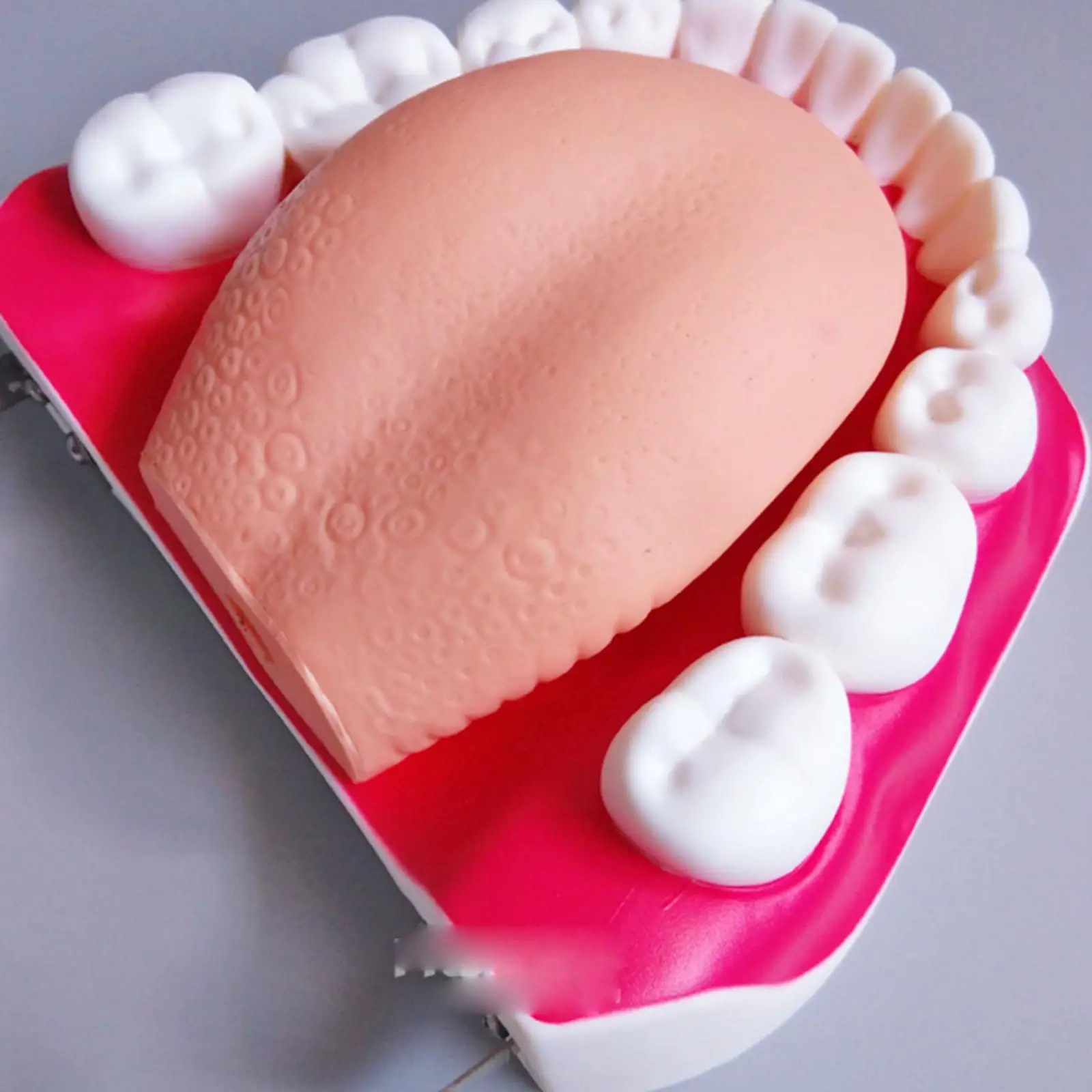 ПВХ с 3-кратным увеличением Стоматологический кабинет Обучение Чистке зубов Модель Обучения зубам - 2