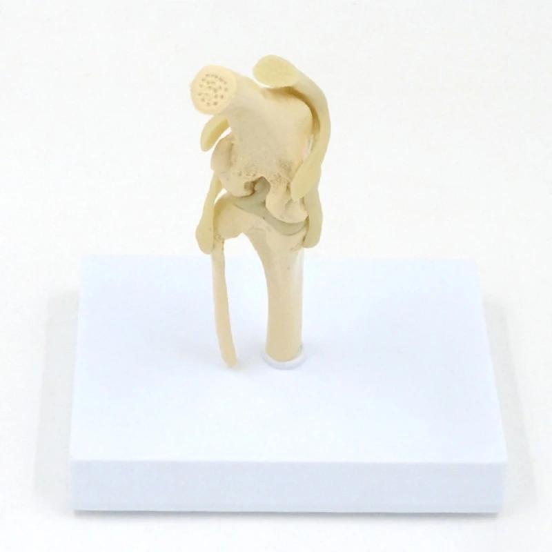 Модель коленного сустава животного в натуральную величину для ветеринара ветеринарной больницы Анатомическая модель коленного сустава собаки Показывает связки большеберцовой кости - 3
