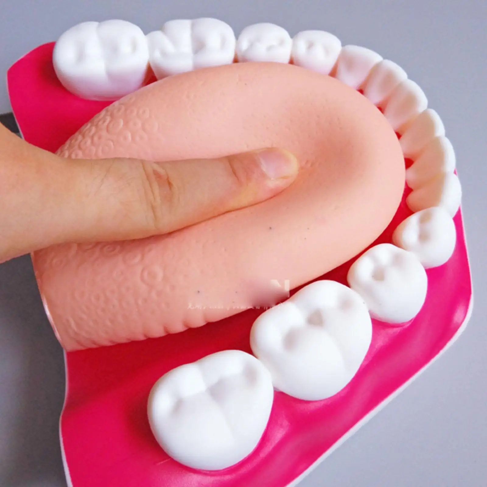 ПВХ с 3-кратным увеличением Стоматологический кабинет Обучение Чистке зубов Модель Обучения зубам - 3