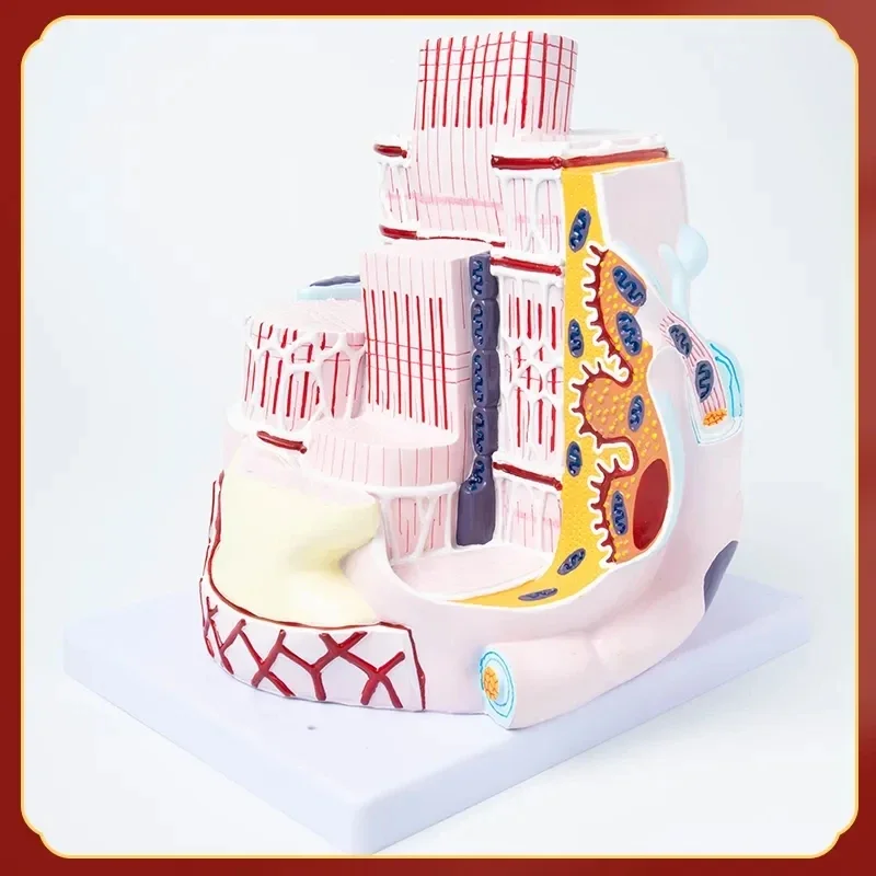 Микроанатомическая модель волокна скелетных мышц человека Модель микроанатомии 31x20x23 см - 4