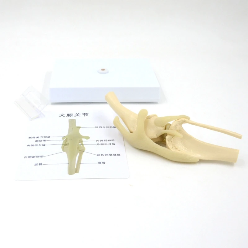 Модель коленного сустава животного в натуральную величину для ветеринара ветеринарной больницы Анатомическая модель коленного сустава собаки Показывает связки большеберцовой кости - 4