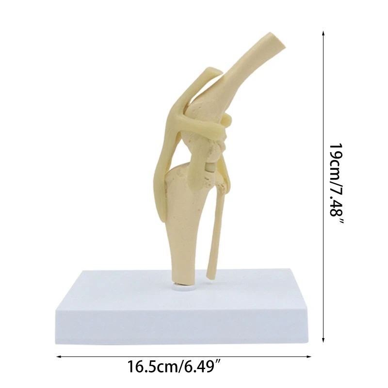 Модель коленного сустава животного в натуральную величину для ветеринара ветеринарной больницы Анатомическая модель коленного сустава собаки Показывает связки большеберцовой кости - 5