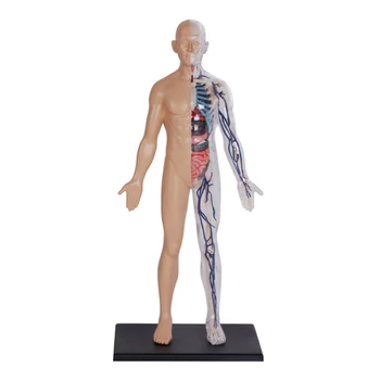 4D Master 13-дюймовая прозрачная модель анатомии человеческого тела, анатомия строения человека со съемными 60 деталями, пособие для студентов-медиков