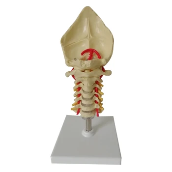 Анатомическая модель человека в натуральную величину, модель шейного позвонка, шейный отдел позвоночника с шейной артерией, Затылочная кость, диск, модель нерва