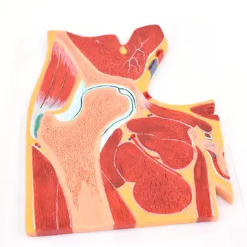 Модель профиля тазобедренного сустава человека из ПВХ, состоящая из 1 части, медицинские анатомические модели для обучения