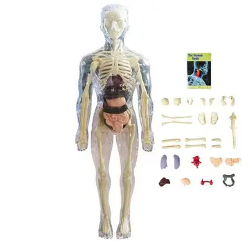 Видимая модель человеческого тела 3D Модель человеческого тела для детей Мягкое Человеческое тело Реалистичная Анатомическая Кукла Съемный орган Кость Возраст 4