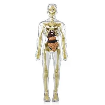 3D Модель Человеческого Тела, Анатомическая Модель Скелета, Модель Человеческого Тела, Съемные Части, Игрушка-Скелет 