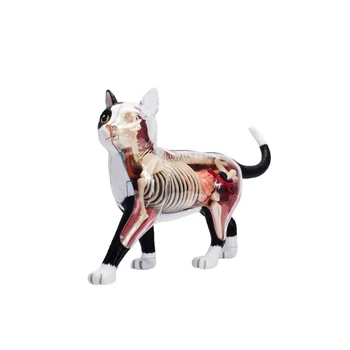 Анатомическая Модель Органа Животного 4D Cat Intelligence Сборка Игрушки Обучающая Анатомическая Модель DIY Научно-Популярные Приборы