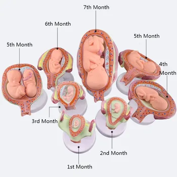 Анатомическая модель развития плода человека, анатомическая модель беременности, медицинские учебные принадлежности