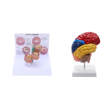 1 Шт. Модель сосудистой патологии и 1 шт. обучающая модель с половиной ствола головного мозга