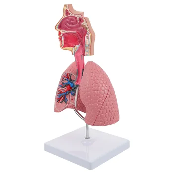 Система Обучения модели анатомии легких и дыхательных путей, модель дисплея человека, Школьная игрушка для обучения Анатомии легких и сердца, Обучающая игрушка для носа