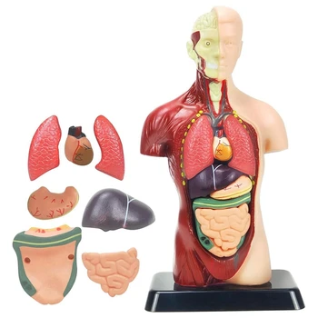 Модель человеческого тела для детей, Пластиковая анатомическая модель человеческого туловища, игрушки, 8 шт, Съемная анатомическая кукла с сердцем и органами