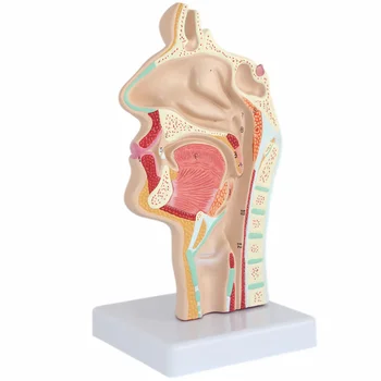 Модель Анатомии носа Анатомическая голова человека Горло Нос Медицинское обучение Исследование полости рта Научная секция полости рта Половина глотки Mod
