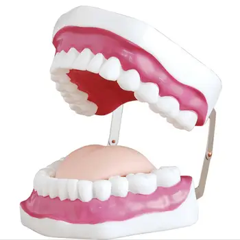 ПВХ с 3-кратным увеличением Стоматологический кабинет Обучение Чистке зубов Модель Обучения зубам