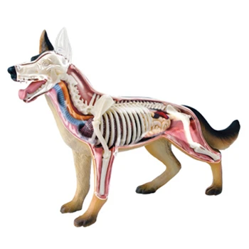 Анатомическая модель органа животного 4D Игрушка для сборки интеллекта собаки Обучающая Анатомическая модель DIY Научно-популярная техника